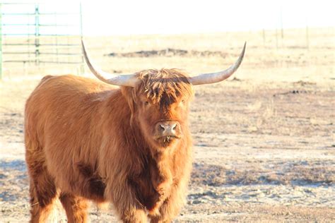 Heartland Highland Cattle Association Classifieds