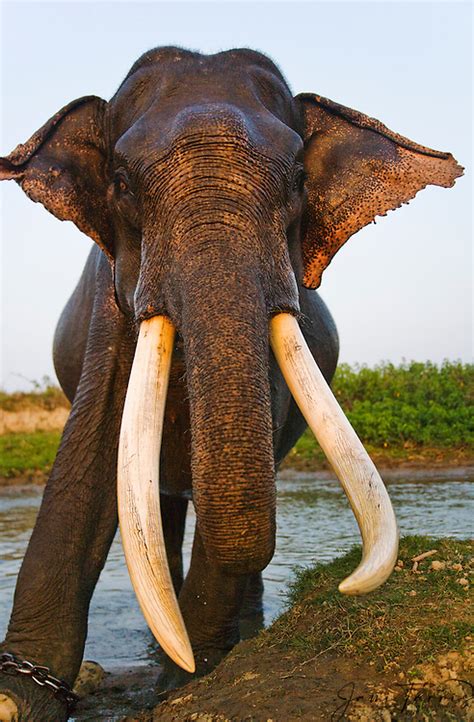 Big Tusks Of An Indian Elephant Jami Tarris Photography