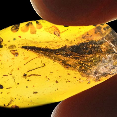 Smallest Ever Fossil Dinosaur Found Trapped In Amber