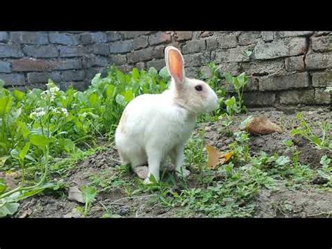 Cute Baby Rabbit Youtube