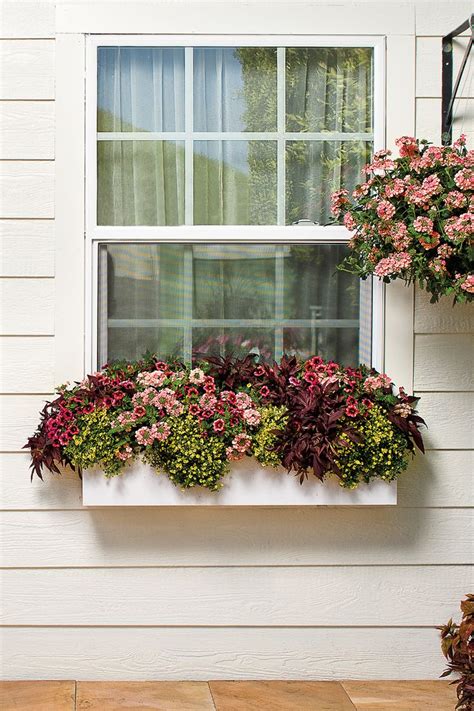 Ferns, like the boston and pierson varieties, are excellent for planting window boxes that don't get a lot of sun because of their graceful drooping and spreading. 23 best Window Box Recipes images on Pinterest | Proven ...