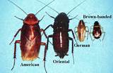Cockroach Classification