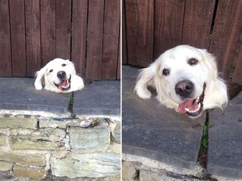 25 Naughty Dogs Who Got Stuck In Weird Places And Now Require Assistance