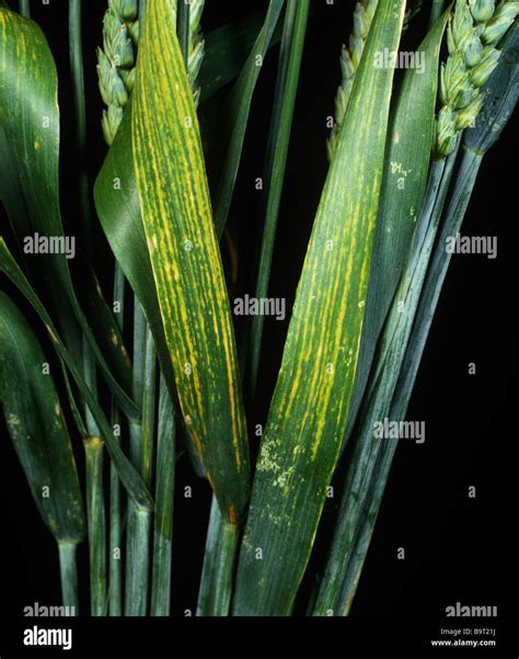 Symptoms Of Magnesium Deficiency On Wheat Flagleaves Stock Photo Alamy