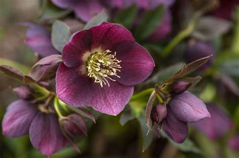 Perennial Spring Flowers For Early In The Season