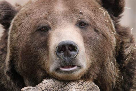 To press or push against: Grizzly Bear - Denver Zoo