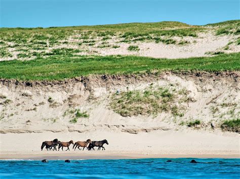 The Wild Horses Of Sable Island Nova Scotia Our Canada