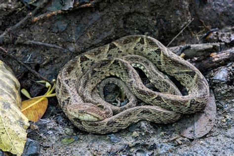 Terciopelo Bothrops Asper Carara Costa Rica Wildlife Stock Photo