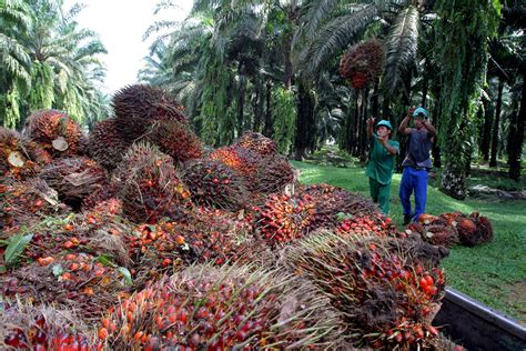 < > palm oil, malaysia. BBC News - Malaysian palm oil stockpiles low