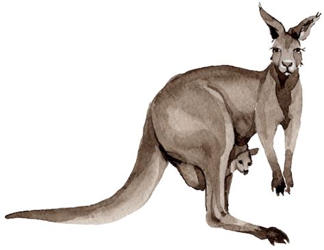 Female Kangaroo With Joey Sketch Fawna Inc