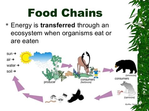 Ecology Energy Flow Food Chains