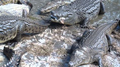 Crocodile Feeding Youtube