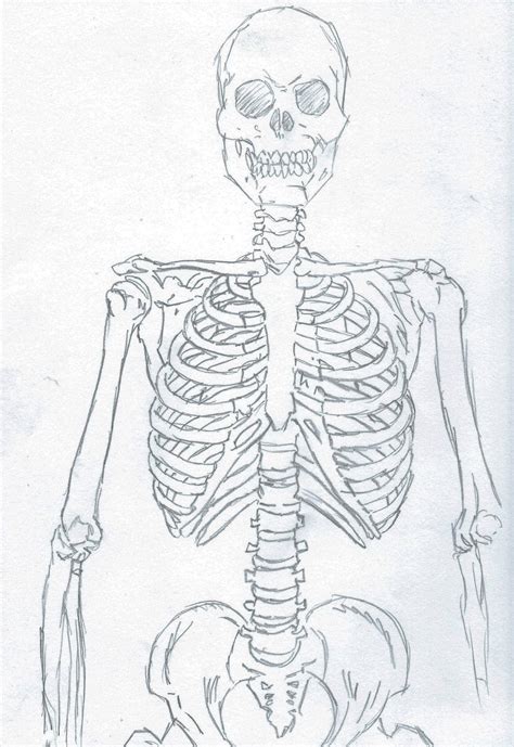 Skeleton Sketch 0019 By Carlmalbern On Deviantart