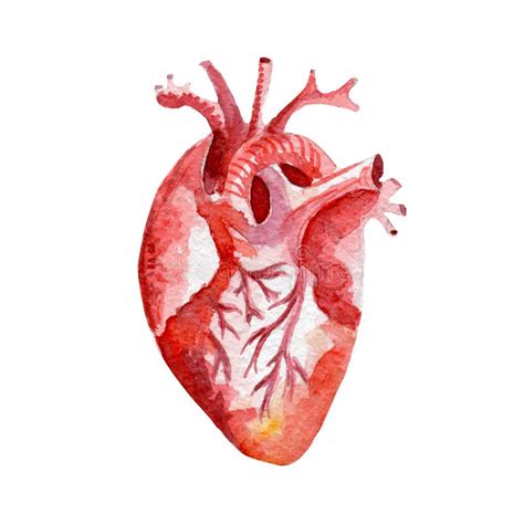 Ejemplo Del Corazón Del órgano Humano De La Anatomía Acuarela Dibujada