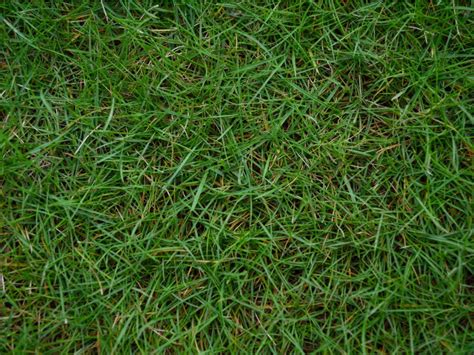 Bermuda Grass Care Tips On How To Grow Bermuda Grass Gardening Know How
