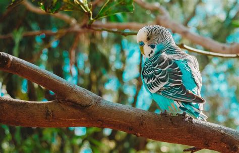 Can Budgies Parakeets Eat Pineapples Is It Beneficial My Pet Birdie