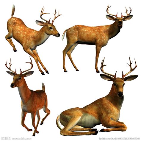 Tippelskirchi ） 保护状况 易危 （ iucn 3.1 ） 科学分类 界： 动物界 animalia 门： 脊索动物门 chordata 纲： 哺乳纲 mammalia 目： 偶蹄目 artiodactyla 科： 长颈鹿科 giraffidae 属. 3D鹿设计图__PSD分层素材_PSD分层素材_设计图库_昵图网nipic.com
