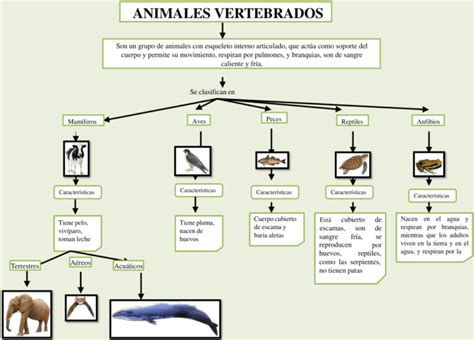 Mapas Conceptuales Animales Vertebrados 【descargar】