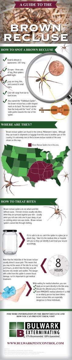 7 Spiders Ideas Spider Brown Recluse Brown Recluse Spider