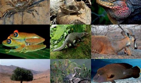 Achieving successful conservation plans: revised Guidelines for Species ...