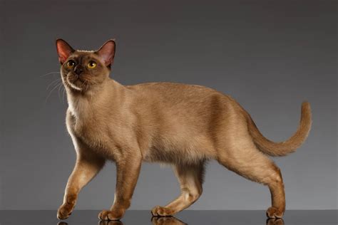 Burmese Cat Breed Profile Cat World