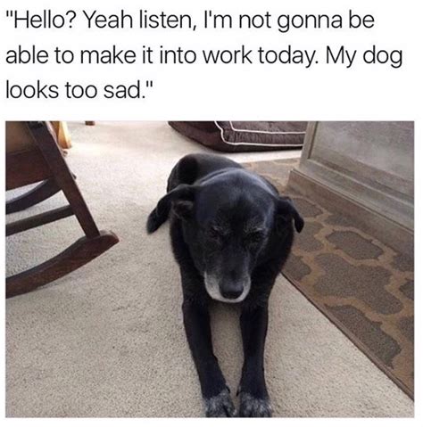 38 Cute N Silly Doggo Memes For Your Viewing Pleasure Funny Animal