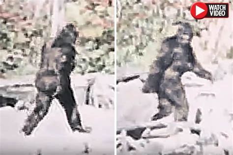 Rakaman Bigfoot Dari Tahun 1967 Diproses Semula Ramai Dakwa Ia Benar