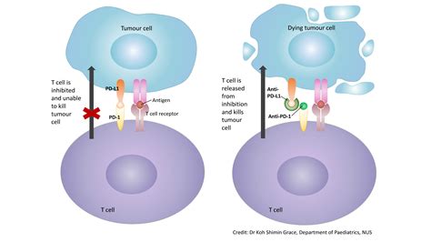 Checkpoint Inhibitors Powerpoint My Xxx Hot Girl