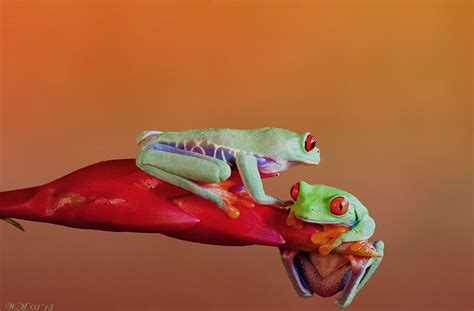 The Spellbinding World Of Frogs In Macro Photography By Wil Mijer