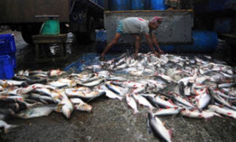 Entra En Vigor Primer Tratado Mundial Vinculante Contra Pesca Ilegal