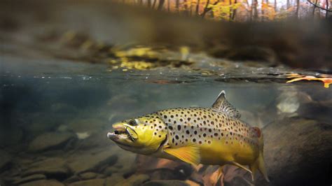 Trout Wallpapers Top Free Trout Backgrounds Wallpaperaccess