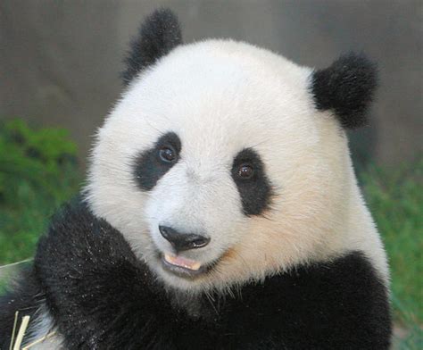 Giant Panda Su Lin Karl Drilling Flickr