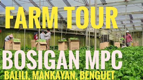 Farm Tour Bosigan Mpc Balili Mankayan Benguet Youtube