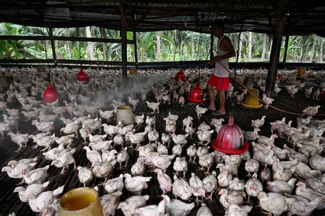 Malaysian Chicken Breeders Eager To Start Exporting To Singapore Left