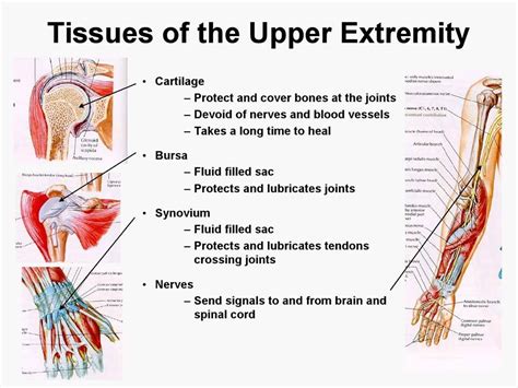 Quick Glance At Some Of The Tissues Of The Upper Extremity Eg So