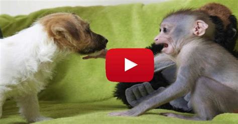 Baby Monkey Was Rejected By Her Mother But Wait Until You See Who Took