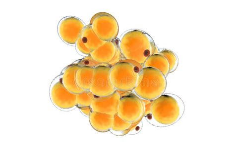 A Cluster Of Fat Cells Isolated On White Stock Illustration