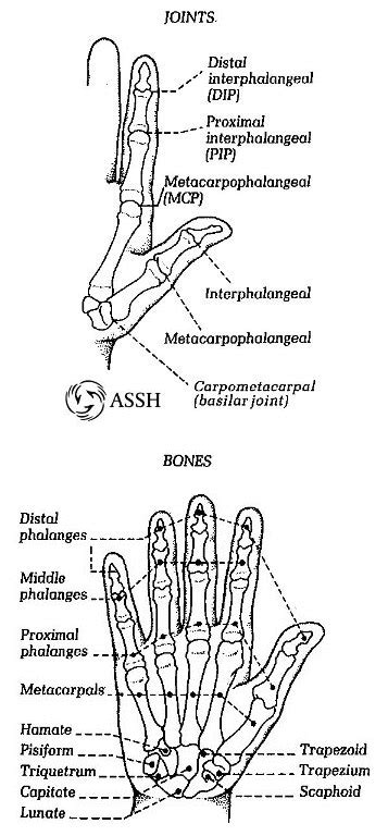 Anatomy Of The Hand Dr Jonathan Lee Yi Liang