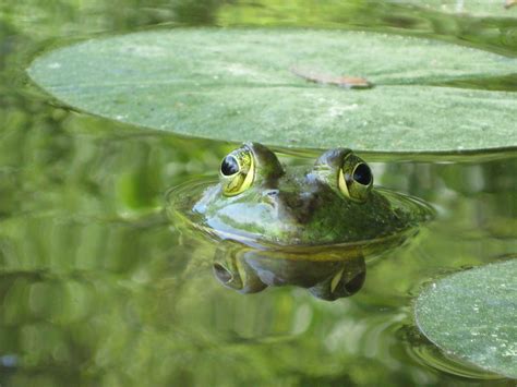 Free Images Water Nature Plant Wet Pond Wildlife Environment