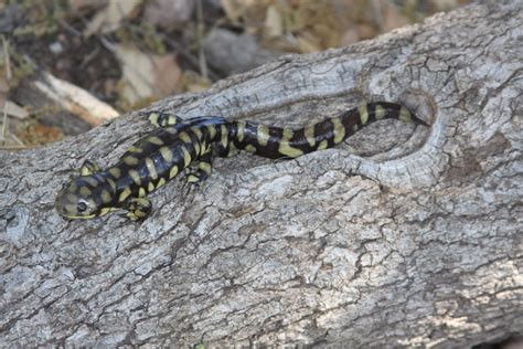 Sonoran Tiger Salamander Amphipedia