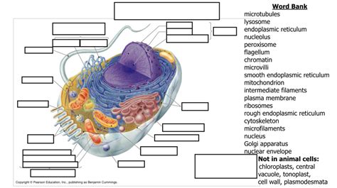 Animal Cells Science Diagram Diagram Quizlet