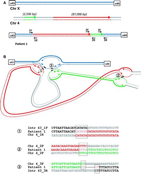 Complex Genomic Rearrangements In The Dystrophin Gene Due To