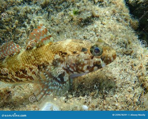 Giant Goby Gobius Cobitis Close Up Undersea Aegean Sea Greece
