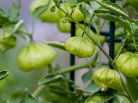 Growing Tomatillos What Is A Tomatillo And How To Grow Them