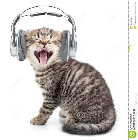 Singing Funny Cat Or Kitten In Headphones Stock Photo