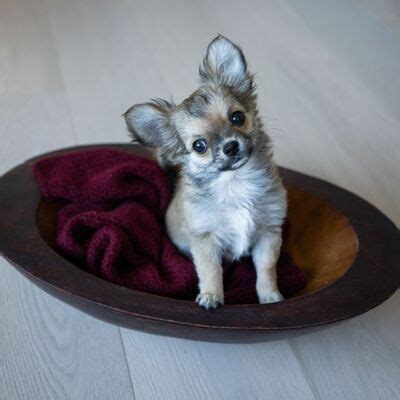 Dünyanın En Küçük 5 Köpek Cinsi - Pet İhtiyaç Blog
