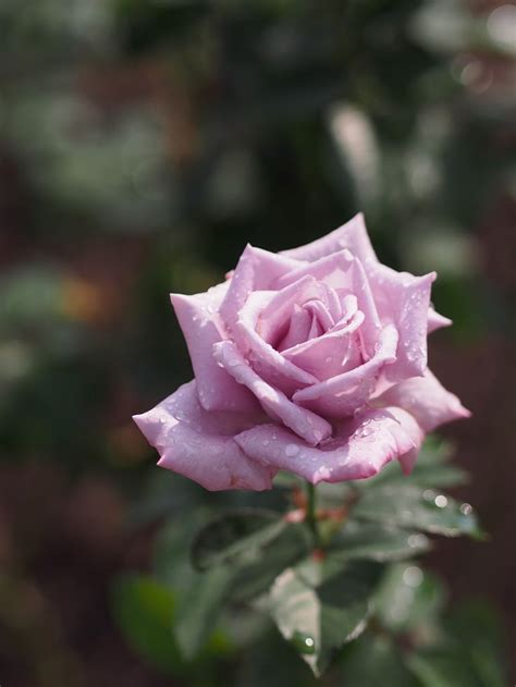 Rose Madame Violet At Oji Rose Garden Hybrid Tea Roses Tea Roses