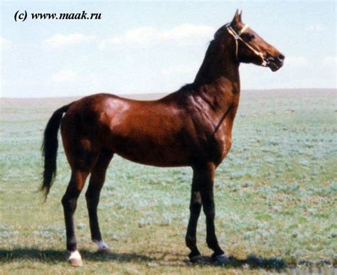 photo   akhal teke horse breeds horses akhal teke horses