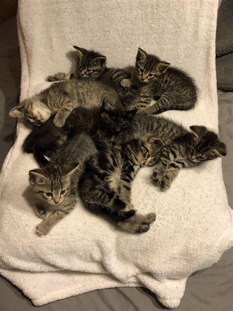 7 Little Tabbies Kittens