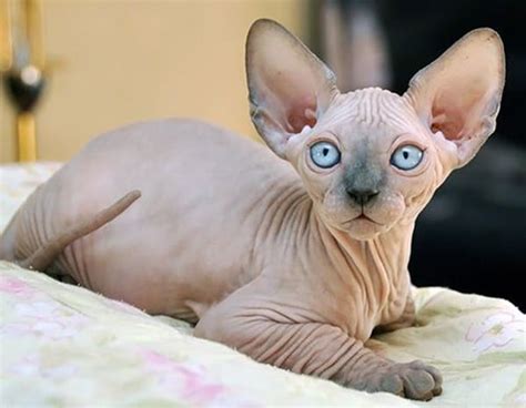 40 Amazing Hairless Sphynx Cat Pictures Tail And Fur